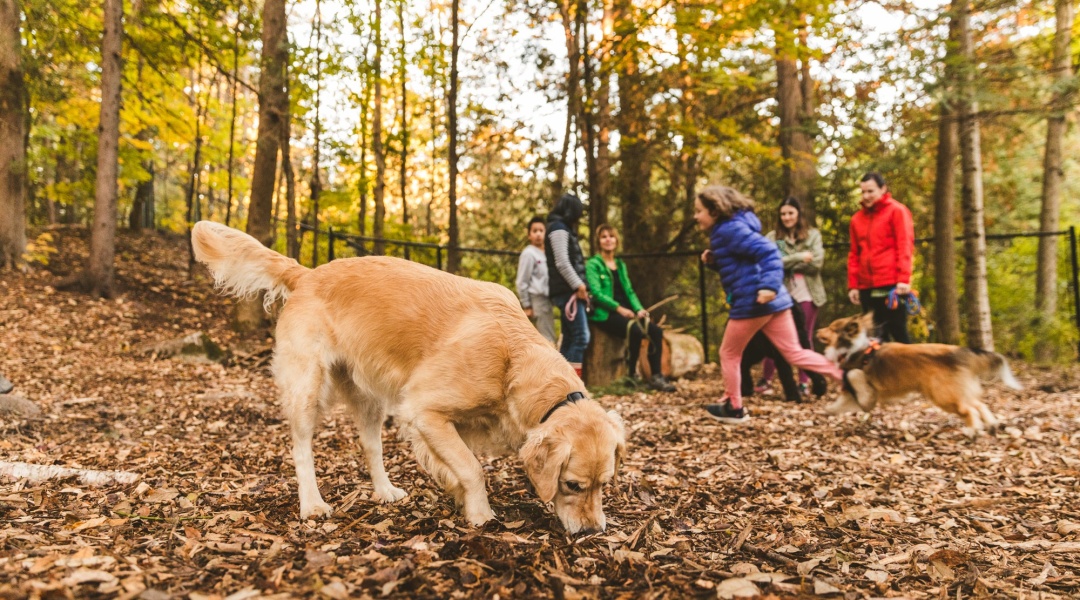 Dog Park