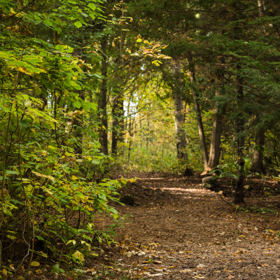 Forest trail