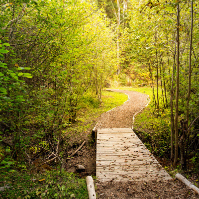 Trail in forest